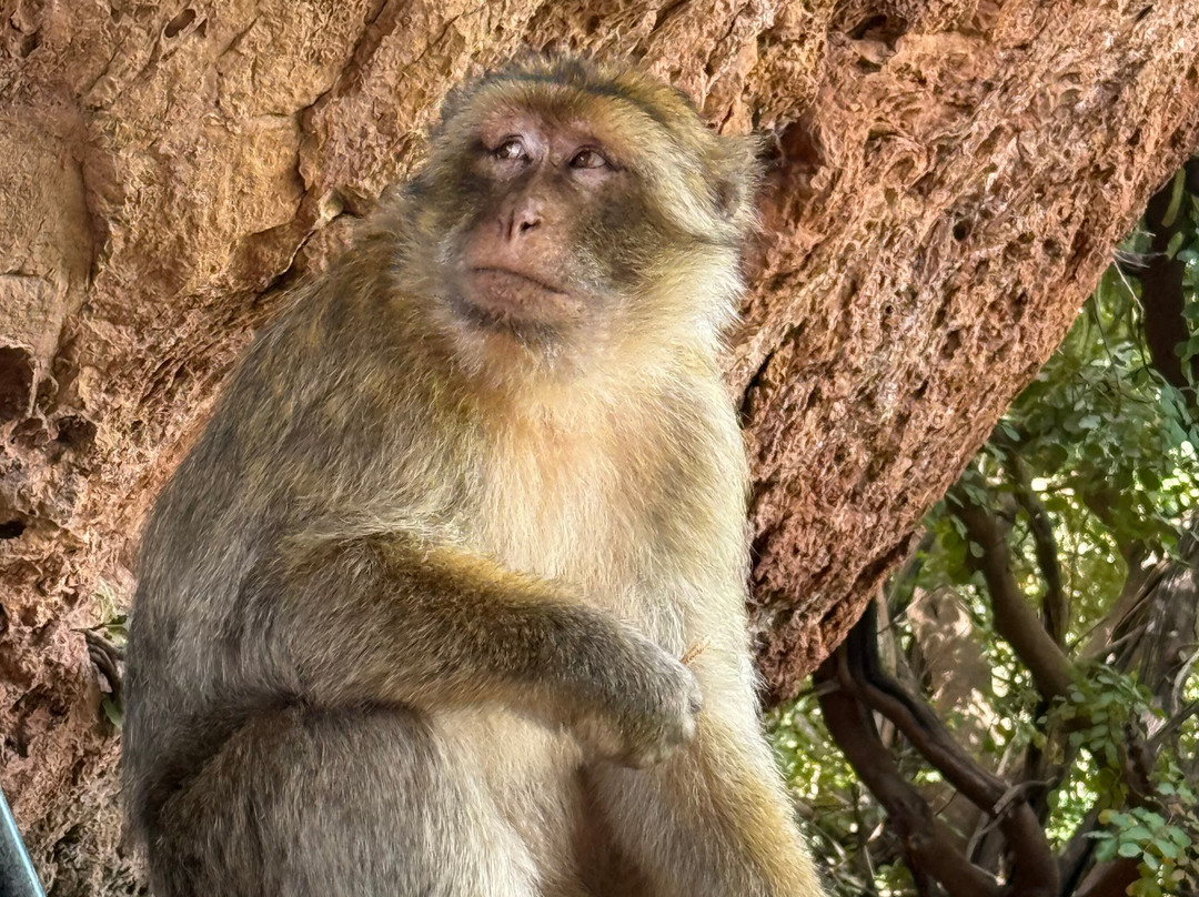 Morocco Natural Landscape Tour Guide-瓦尔扎扎特必去景点