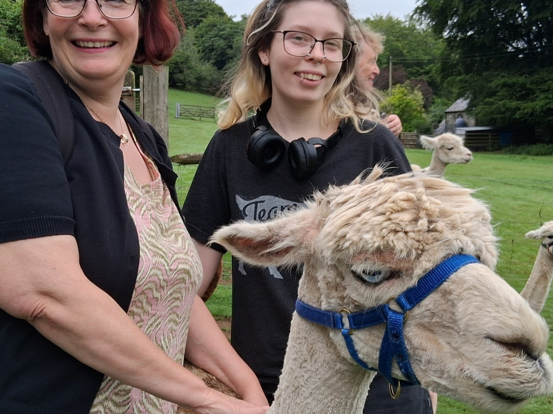 Lydford Gorge Alpacas-Lydford必去景点