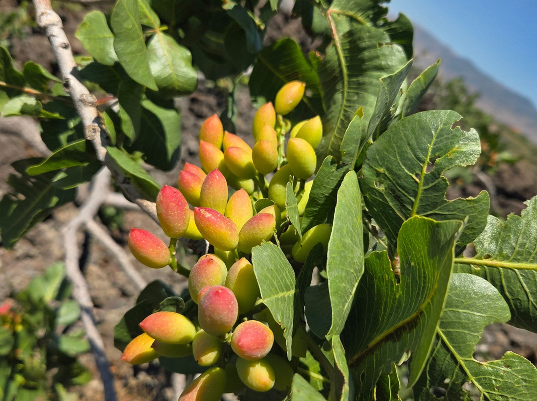Pistacchio Di Bronte Dosicily-Bronte必去景点