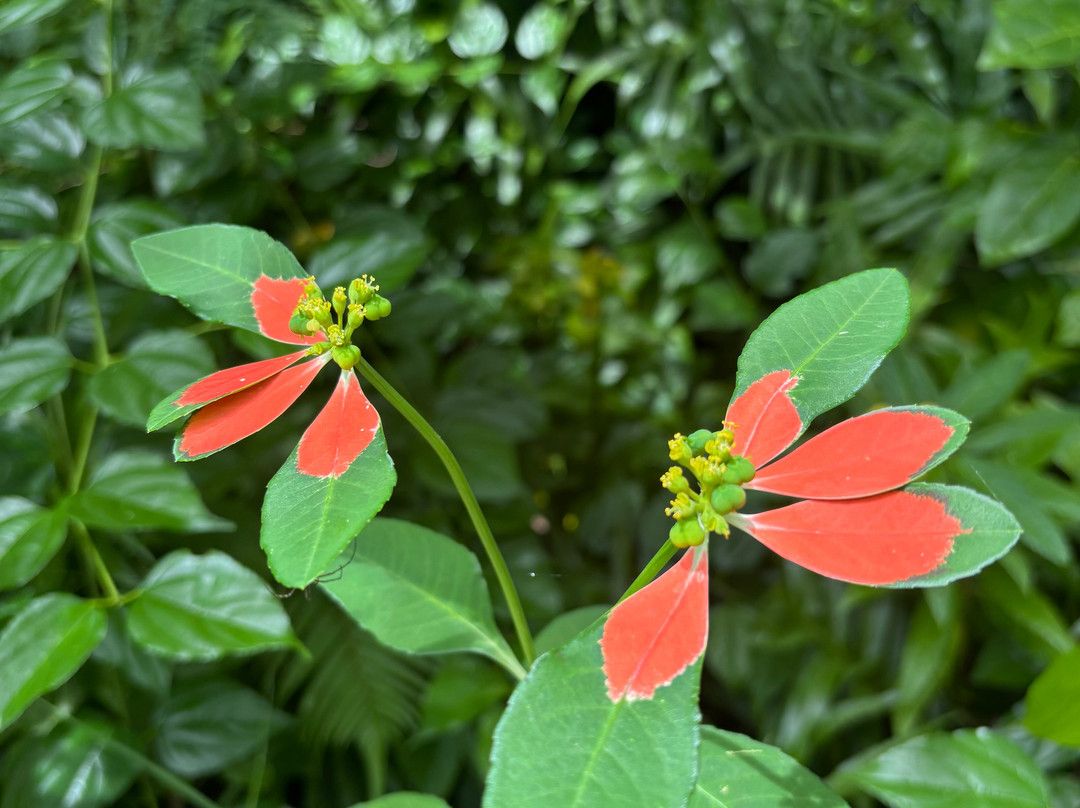 Dravuni Island-苏瓦必去景点