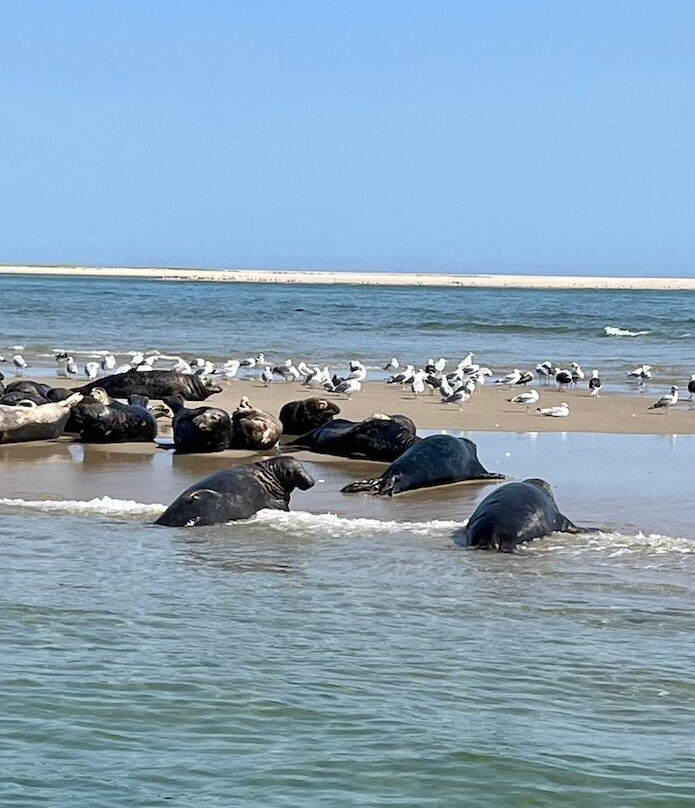 Monomoy Island Excursions-Harwich Port必去景点