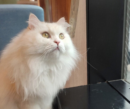 Cat Cafe MOCHA Akihabara-千代田区必去景点