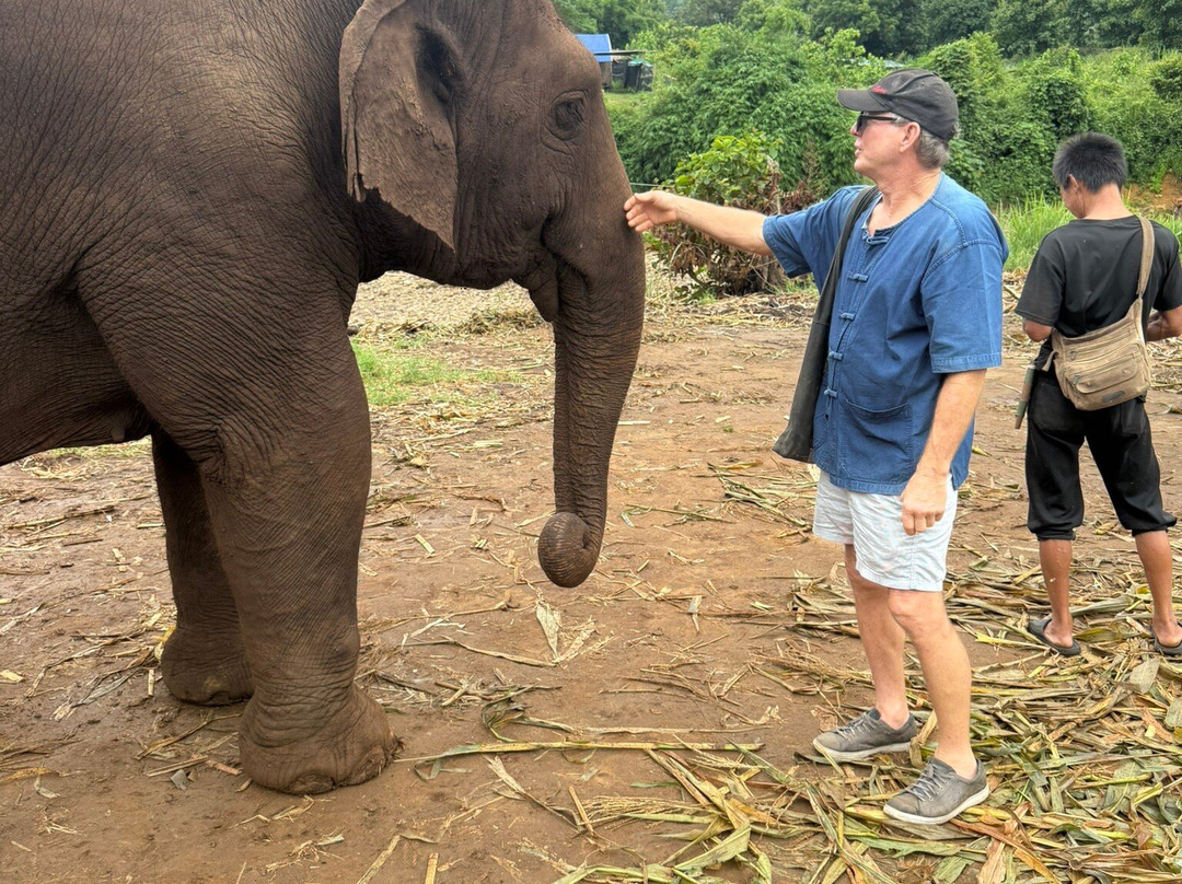 Living Green Elephant Sanctuary-清迈必去景点