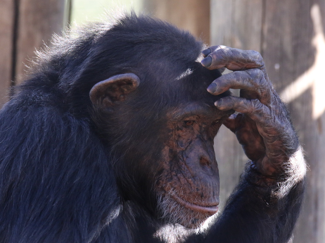 Jane Goodall Chimpanzee Eden Sanctuary-尼斯普鲁特必去景点