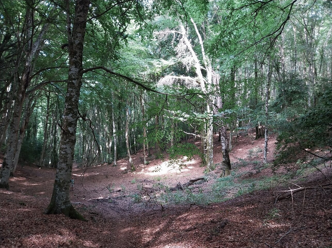 Foresta Umbra-Monte Sant'Angelo必去景点