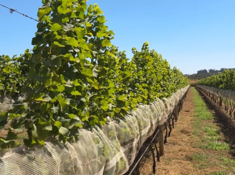 Vinícola Casa Vitor-巴西利亚必去景点