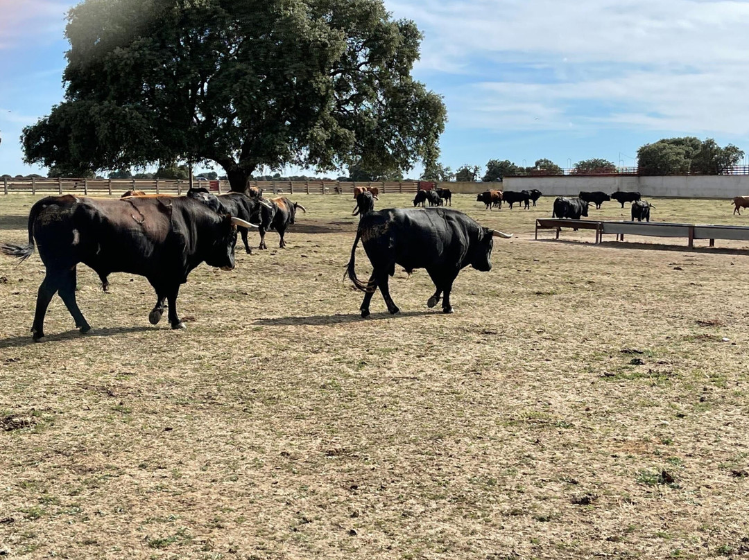 Ganaderia Antonio Palla-Ledesma必去景点