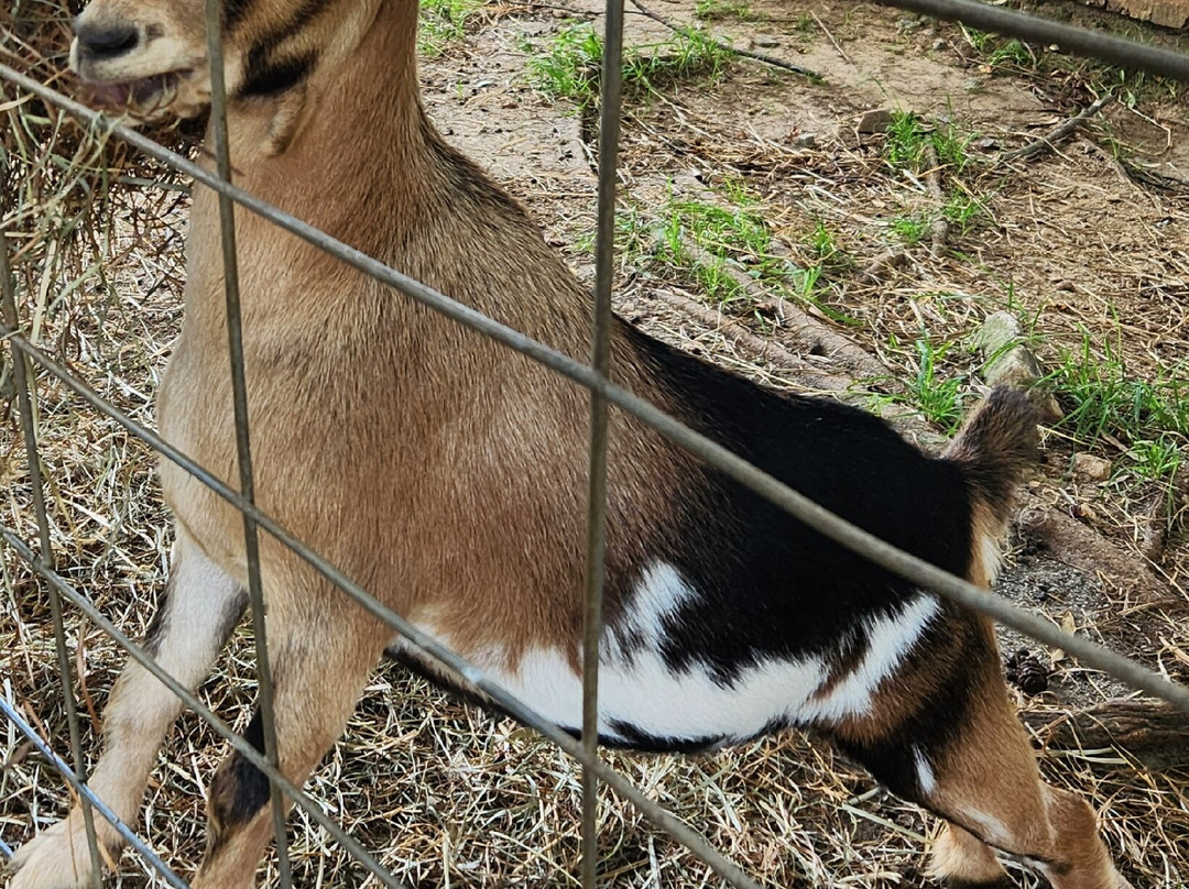 Plumpton Park Zoo-Rising Sun必去景点