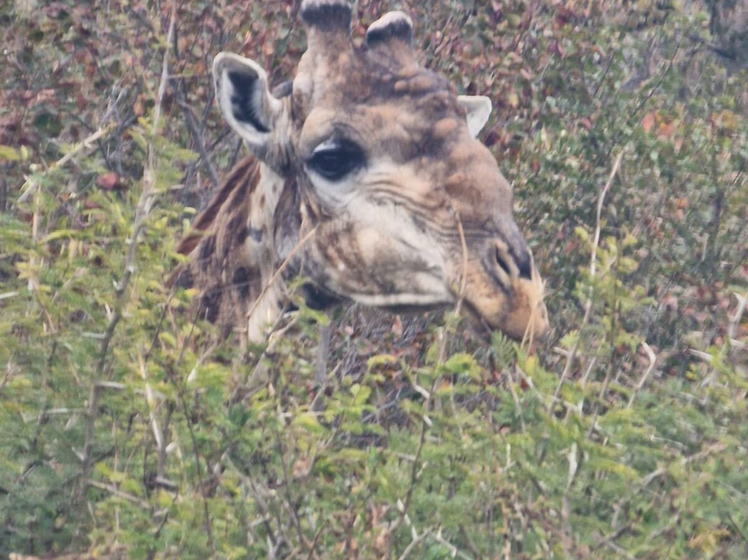 Honeyguide Ranger Camp-Entabeni Game Reserve必去景点
