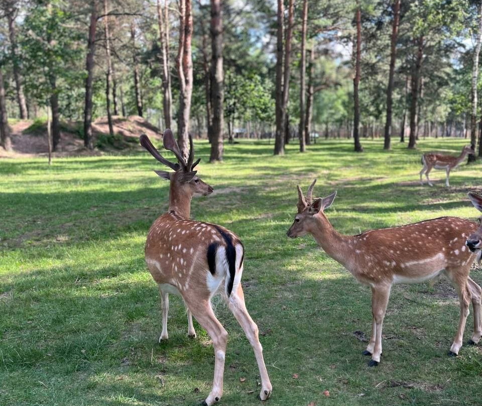 Animal Park-Baranovichi必去景点