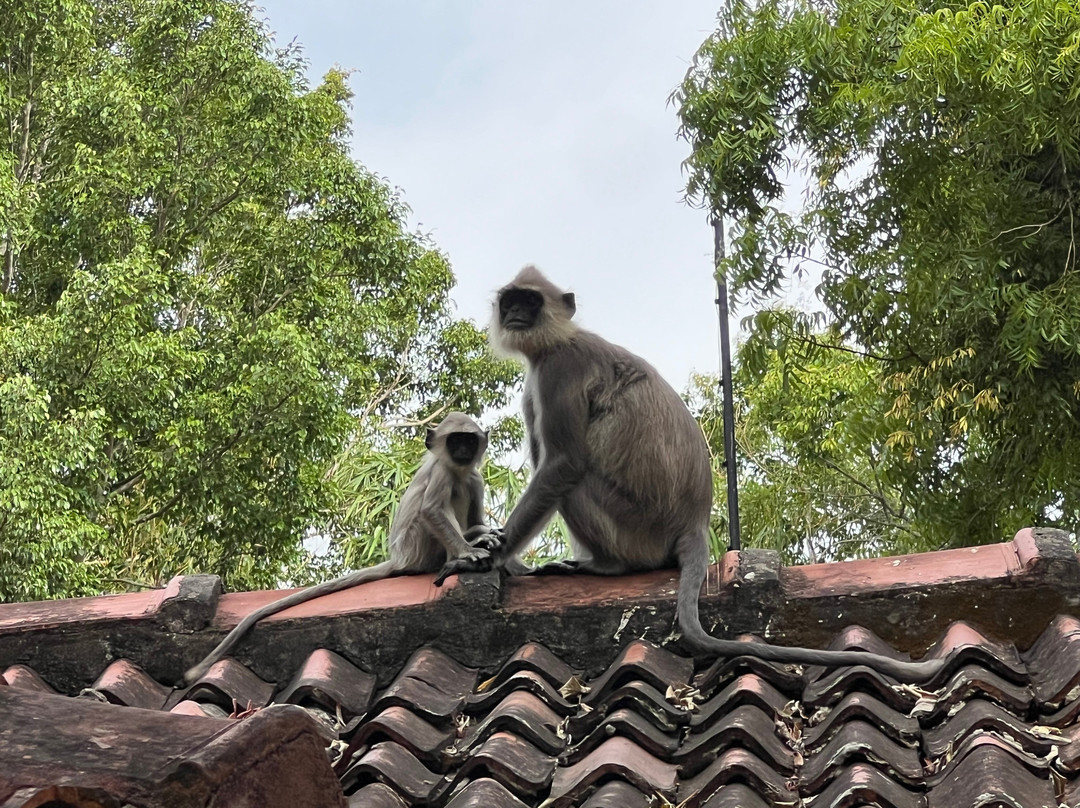 Travelbeingdom-科伦坡必去景点