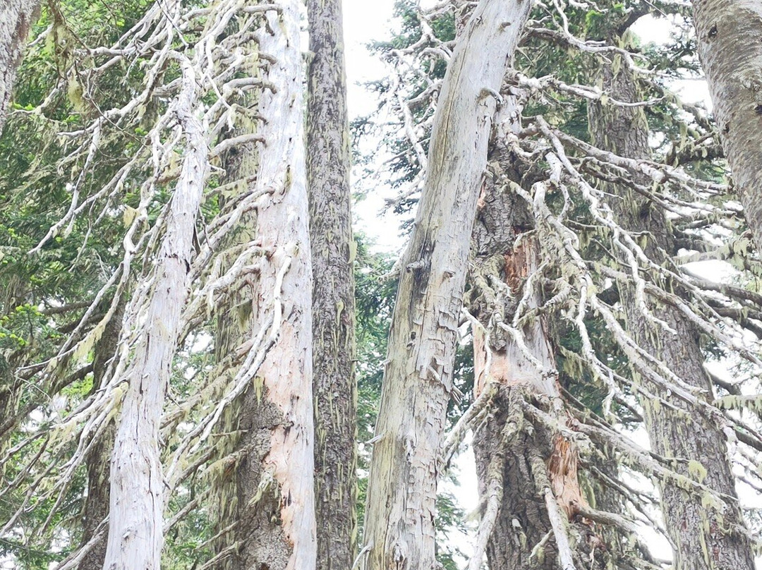 Mount Rainier National Park-阿什福德必去景点
