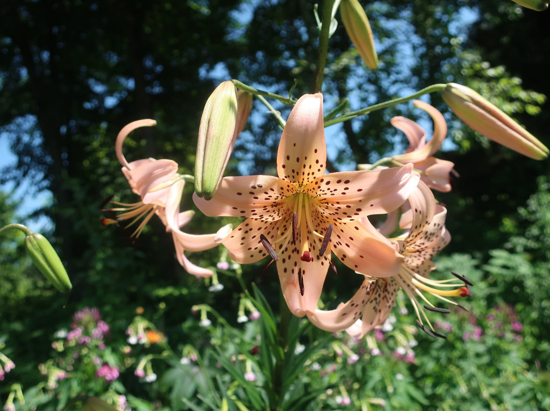 上野农场-旭川市必去景点