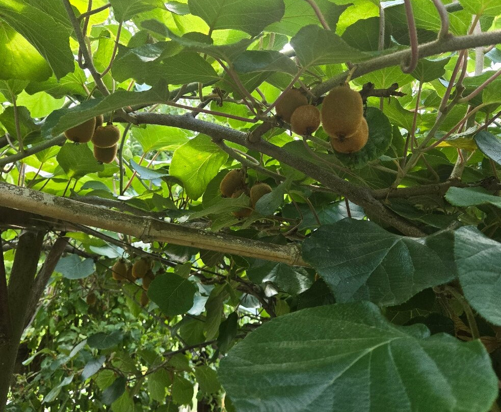 Botanical Garden Serafimovi-Velika必去景点