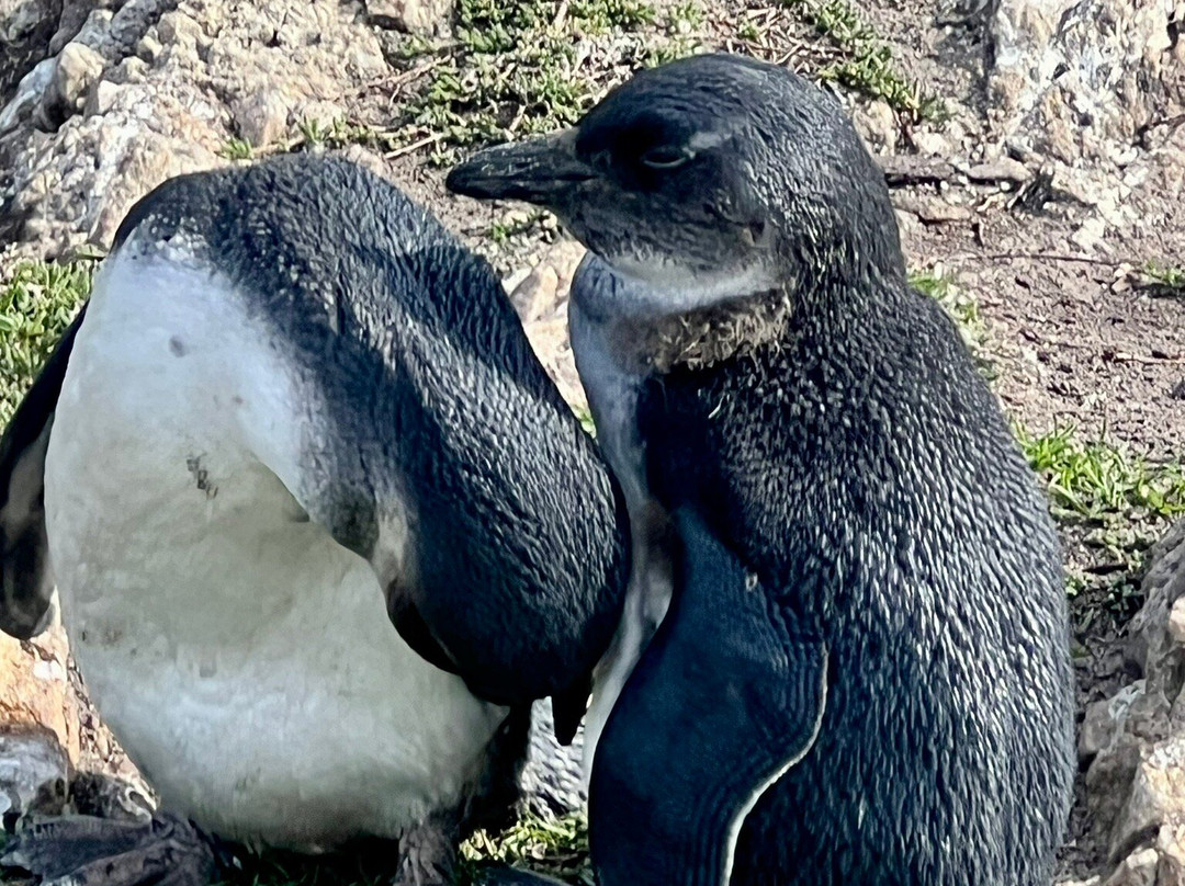 Stony Point Nature Reserve-Betty's Bay必去景点