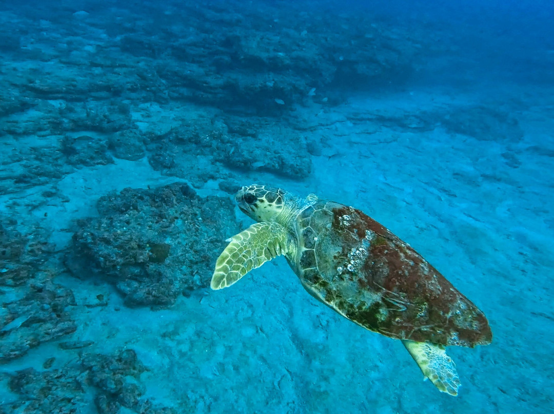 Jupiter Dive Center-朱庇特必去景点