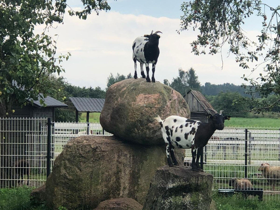 Alpaku Auginimas-Dargaiciai必去景点