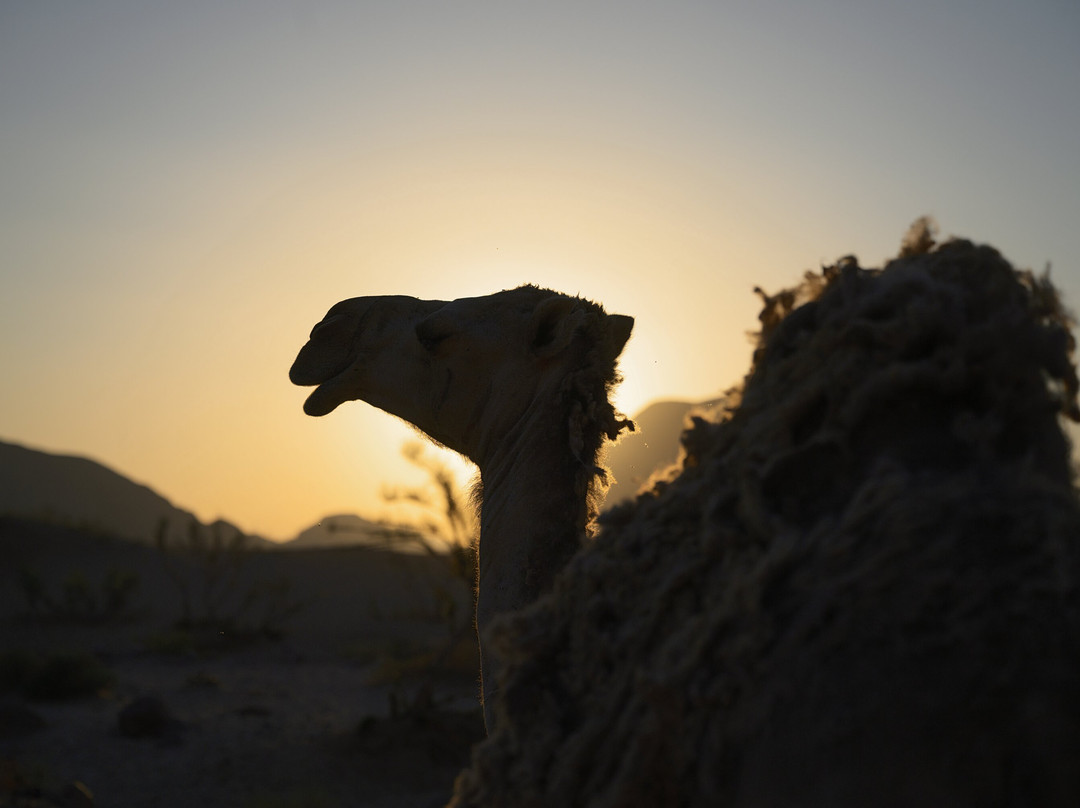 Wadi Rum Desert Secret-Wadi Rum Village必去景点