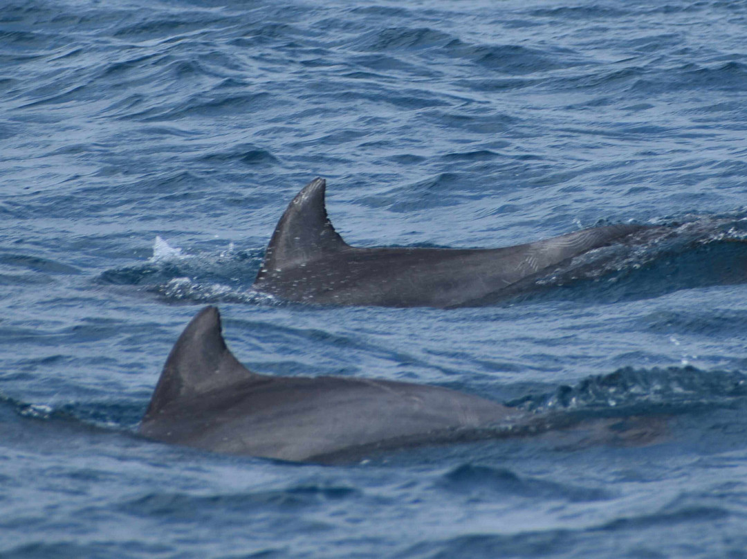Abaca Croisieres-努美阿必去景点