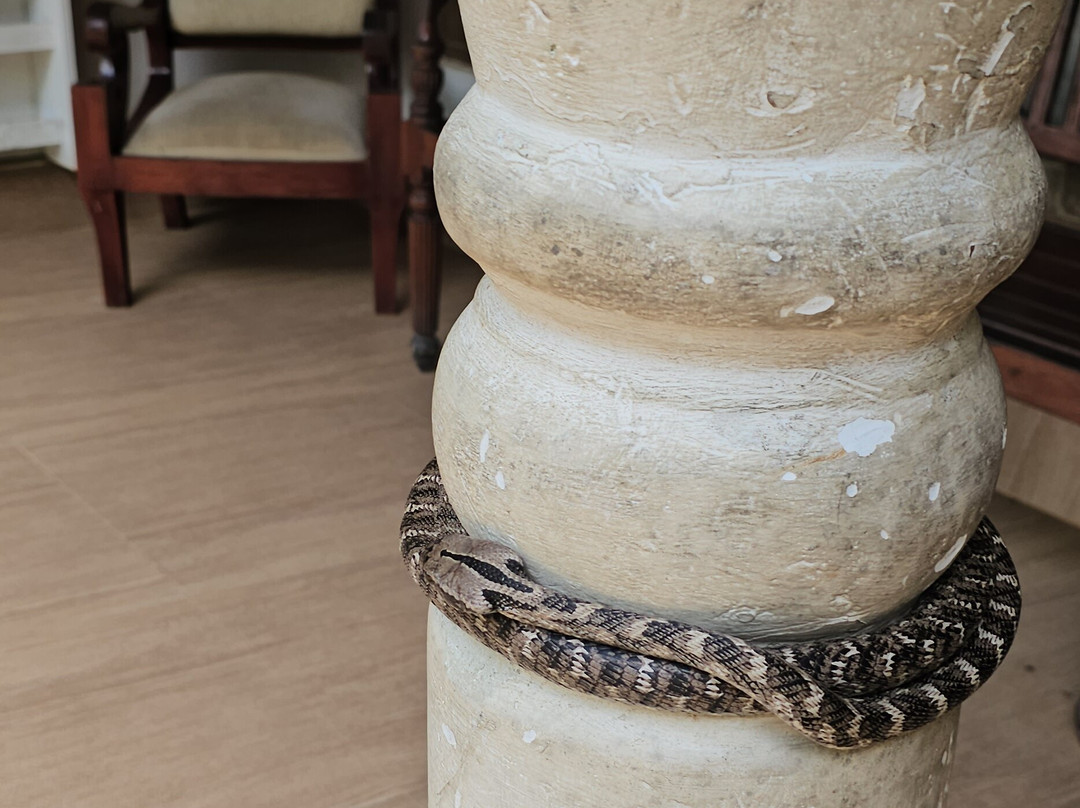 Snake Farm Weligama (Traditional Farm)-瓦勒迦玛必去景点