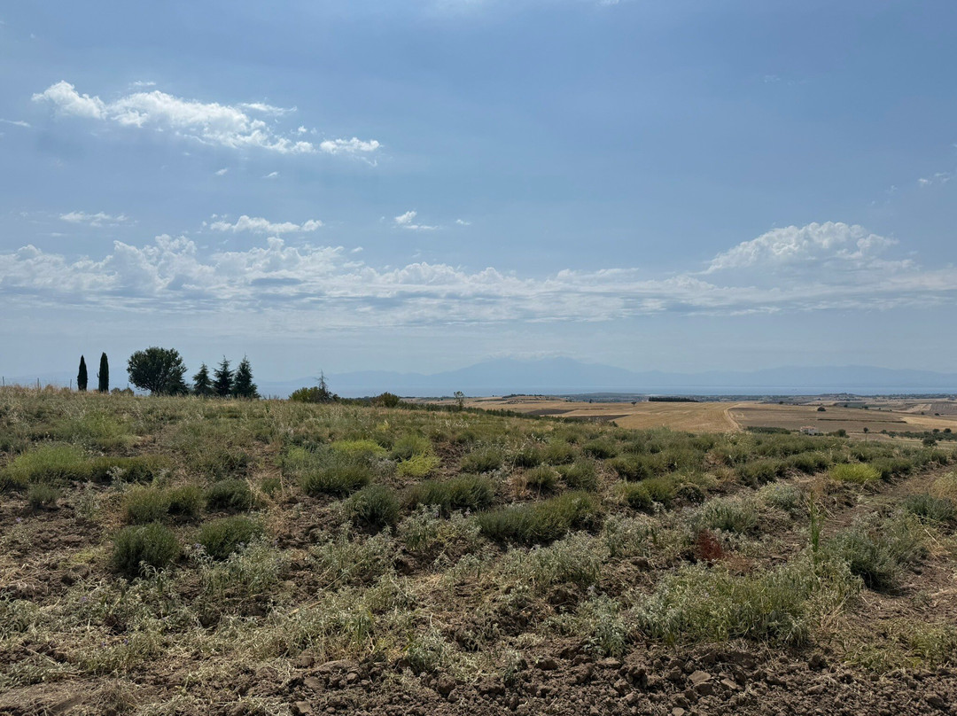 Alpha Lavender-Mesimeri必去景点