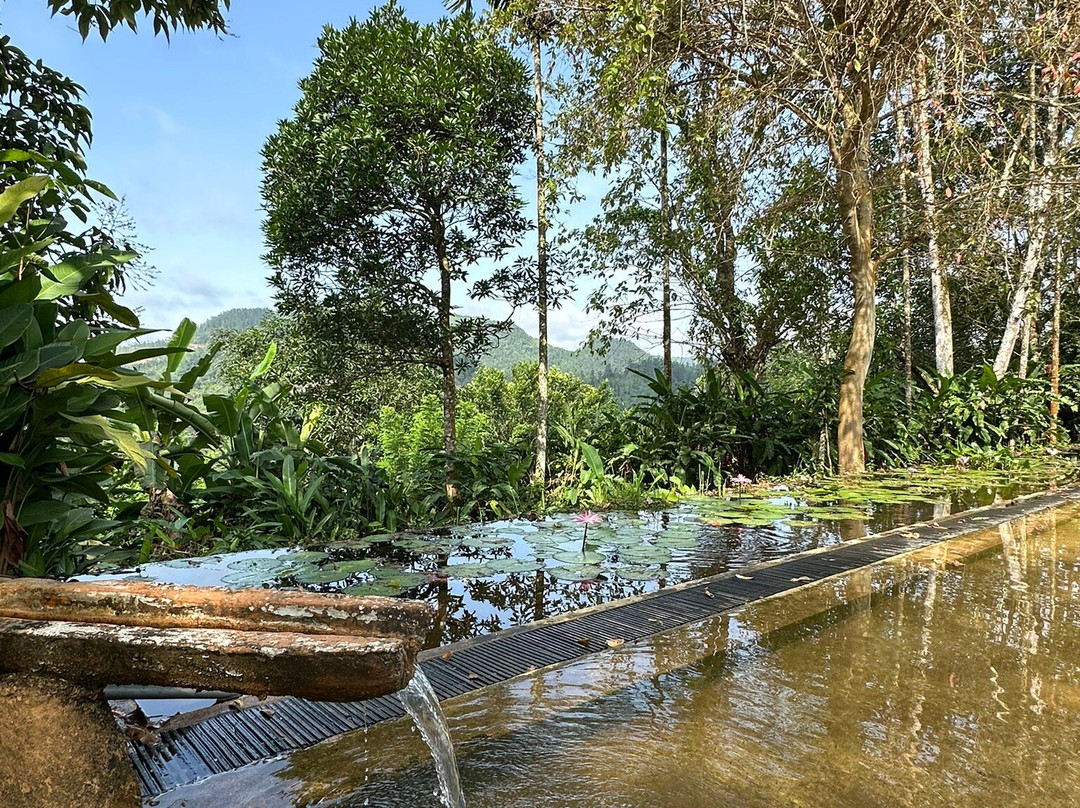 Rainforest Edge主图