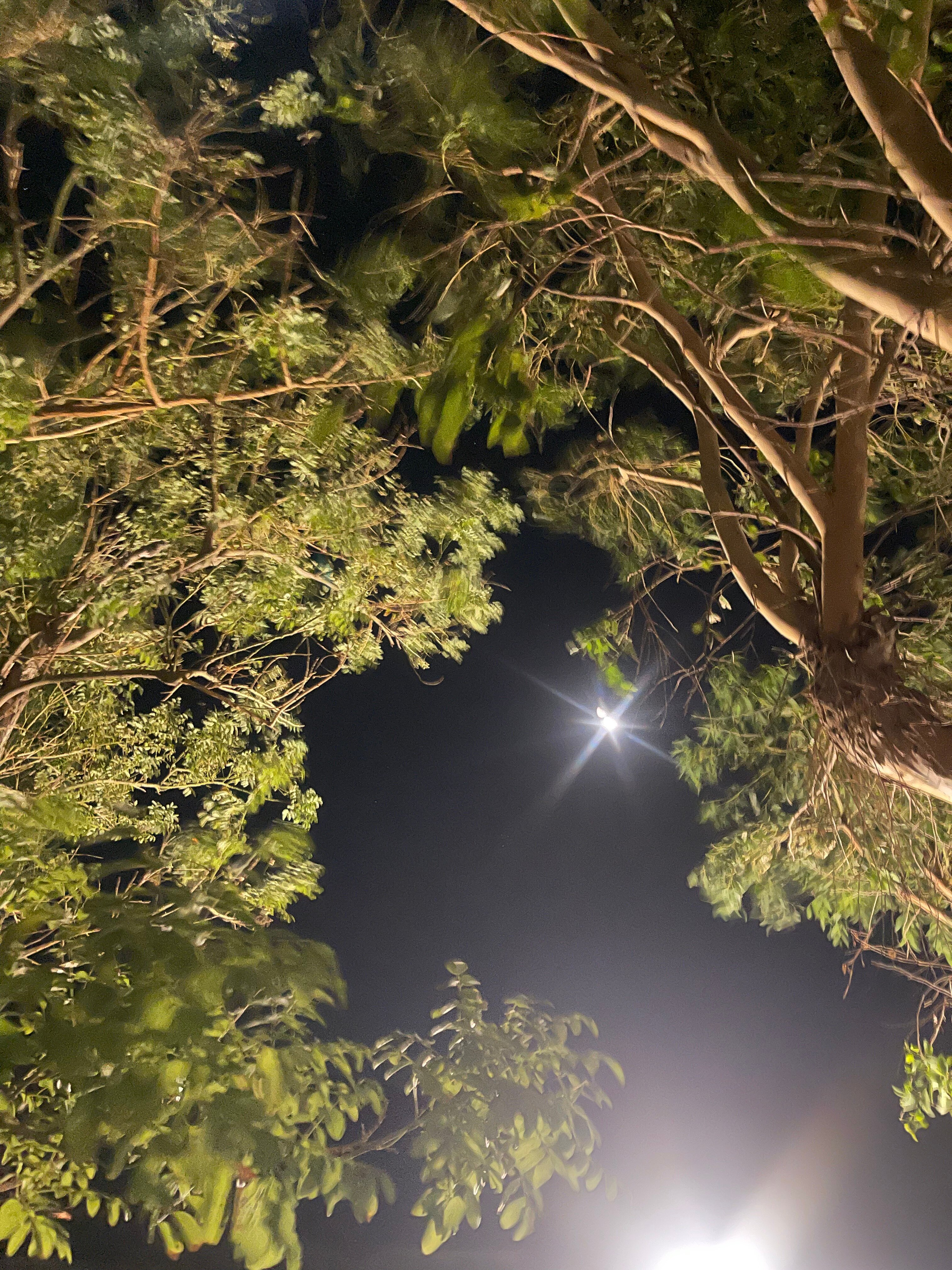 IOS Paleochora-官方