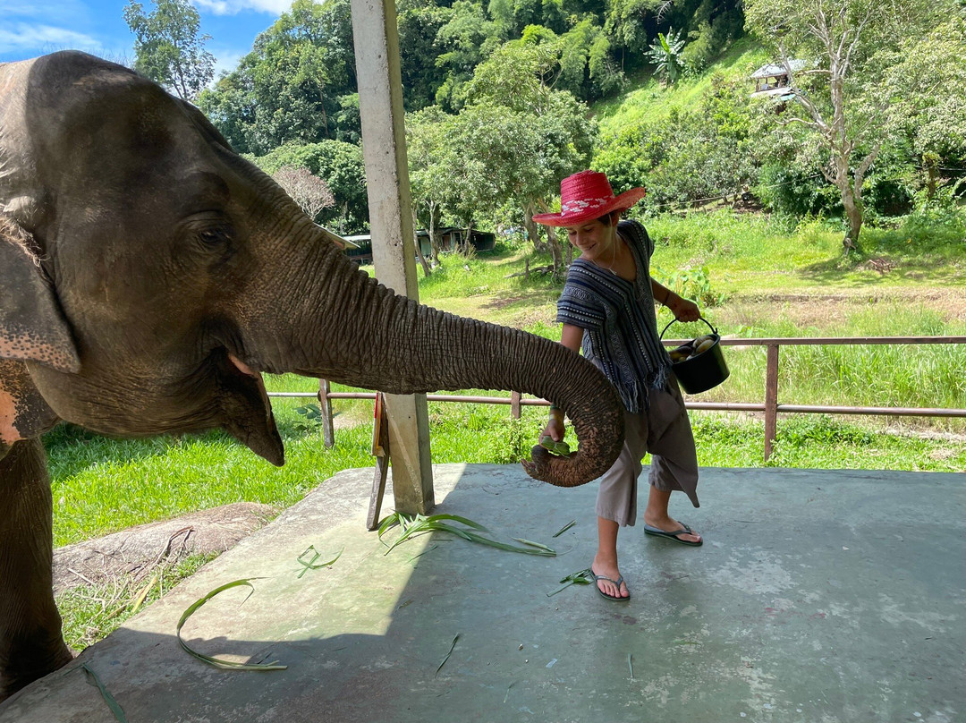 Doi Lom Elephant Rescue Sanctuary-夜登必去景点