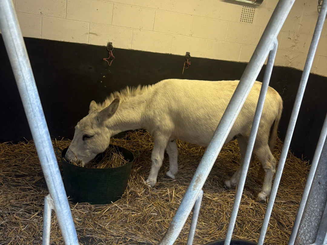 Carisbrooke Castle-纽波特必去景点