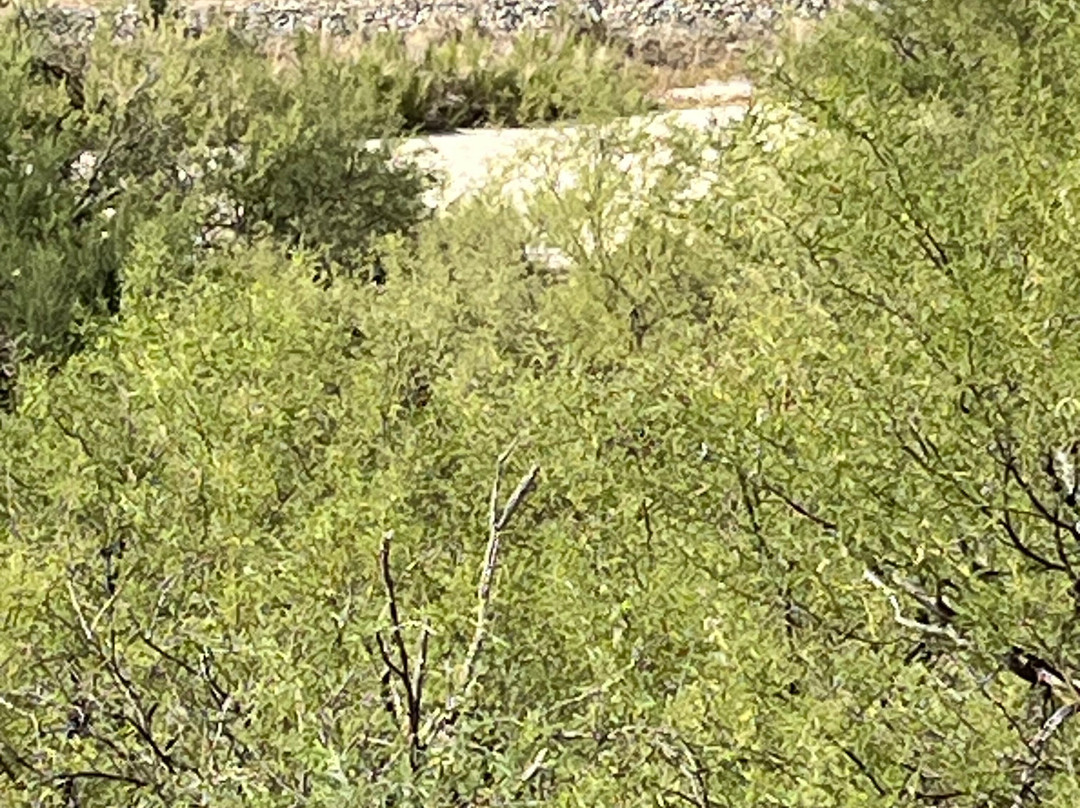 Catalina State Park-图森必去景点
