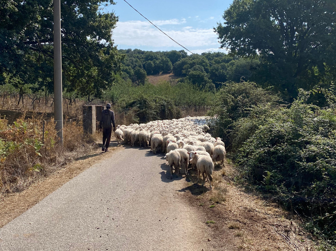 Barbagia Rent E-Bike-Gavoi必去景点