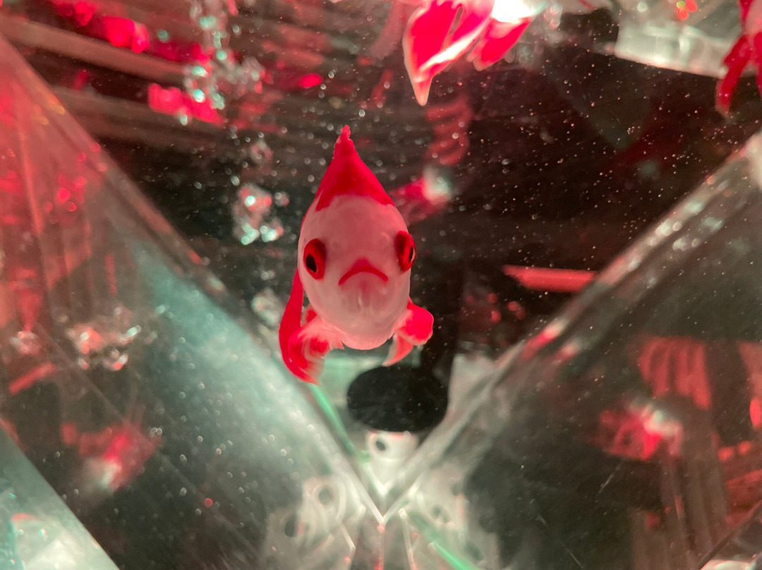 Art Aquarium-Ginza必去景点