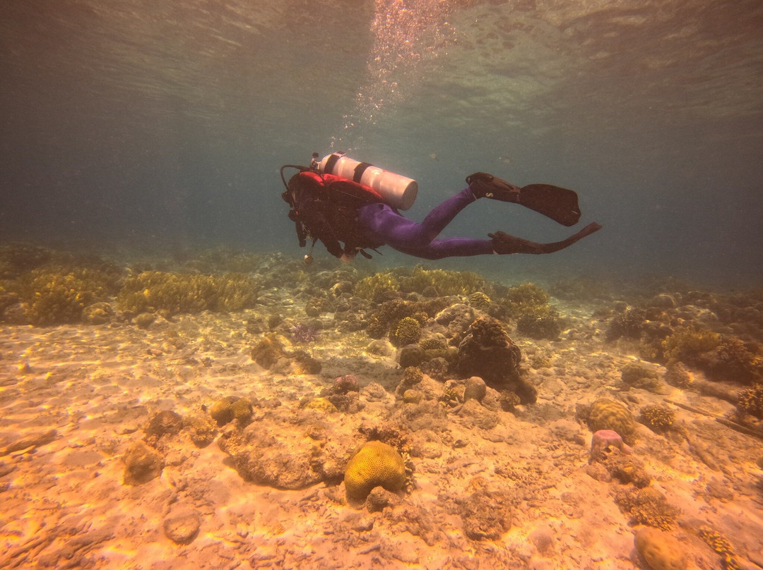 Southern Leyte Divers主图