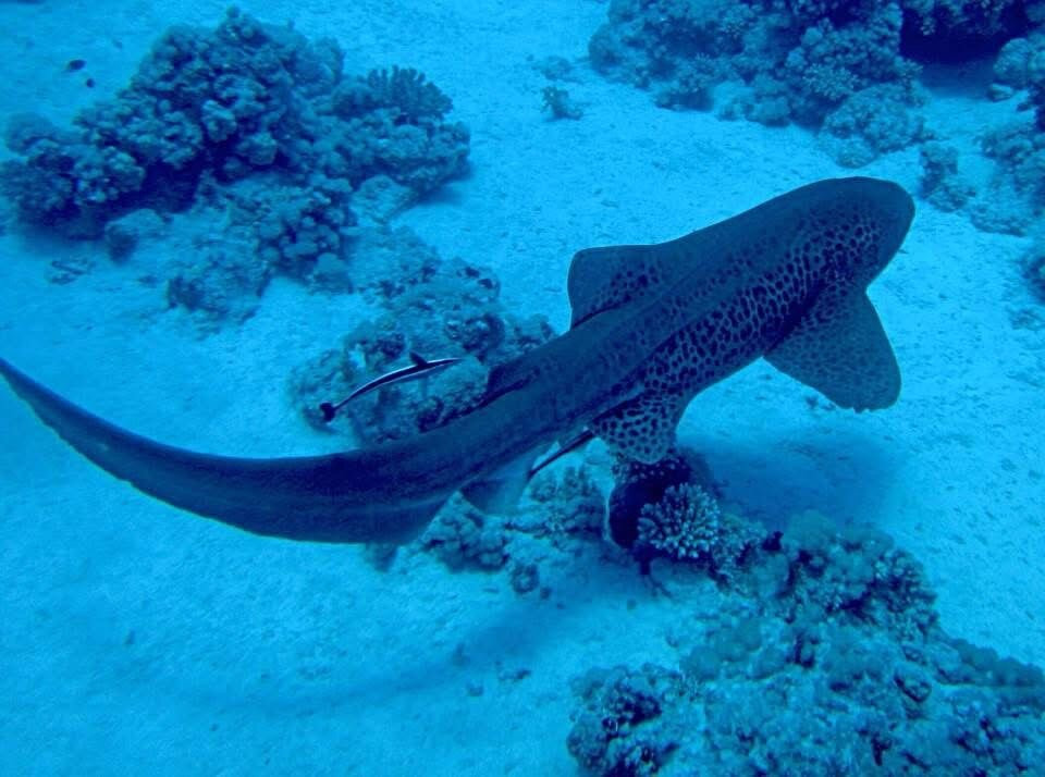 Millennium divers Sharm-沙姆沙伊赫必去景点