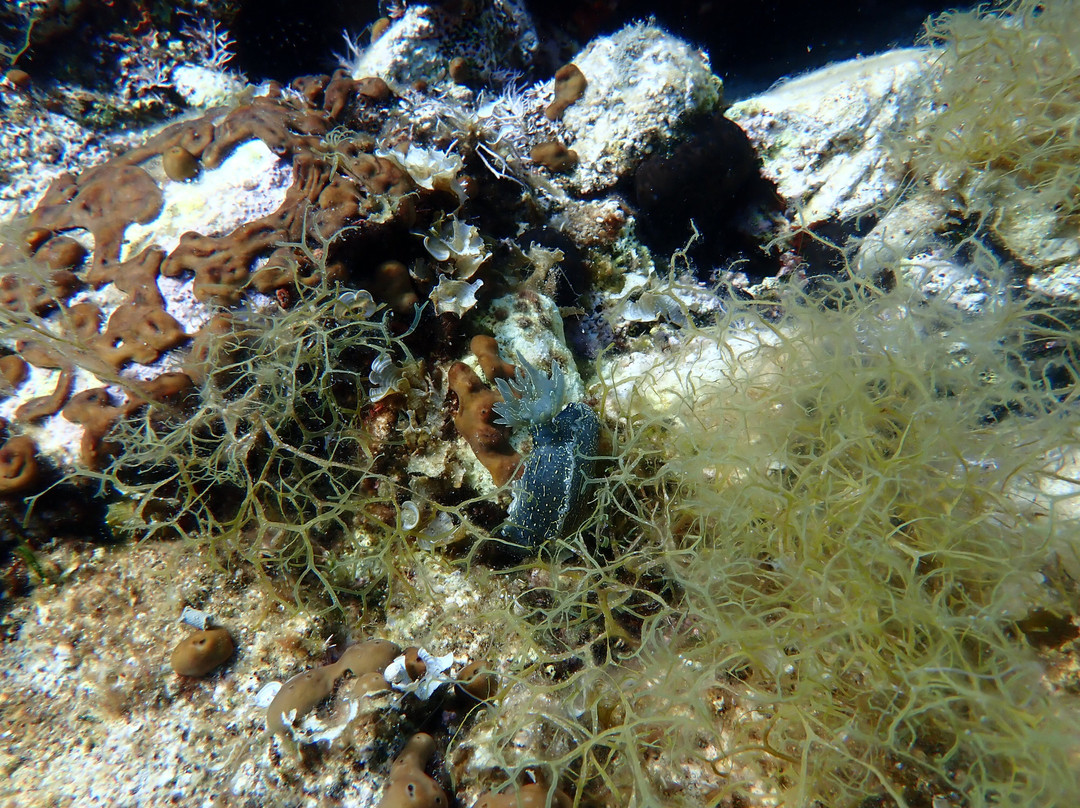 Gorgona Divers-Skála Potamiás必去景点