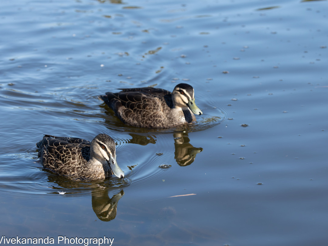 Bicentennial Park-Sydney Olympic Park必去景点