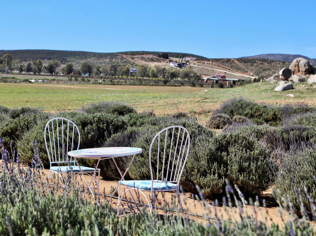 Aires de Lavanda-Valle de Guadalupe必去景点