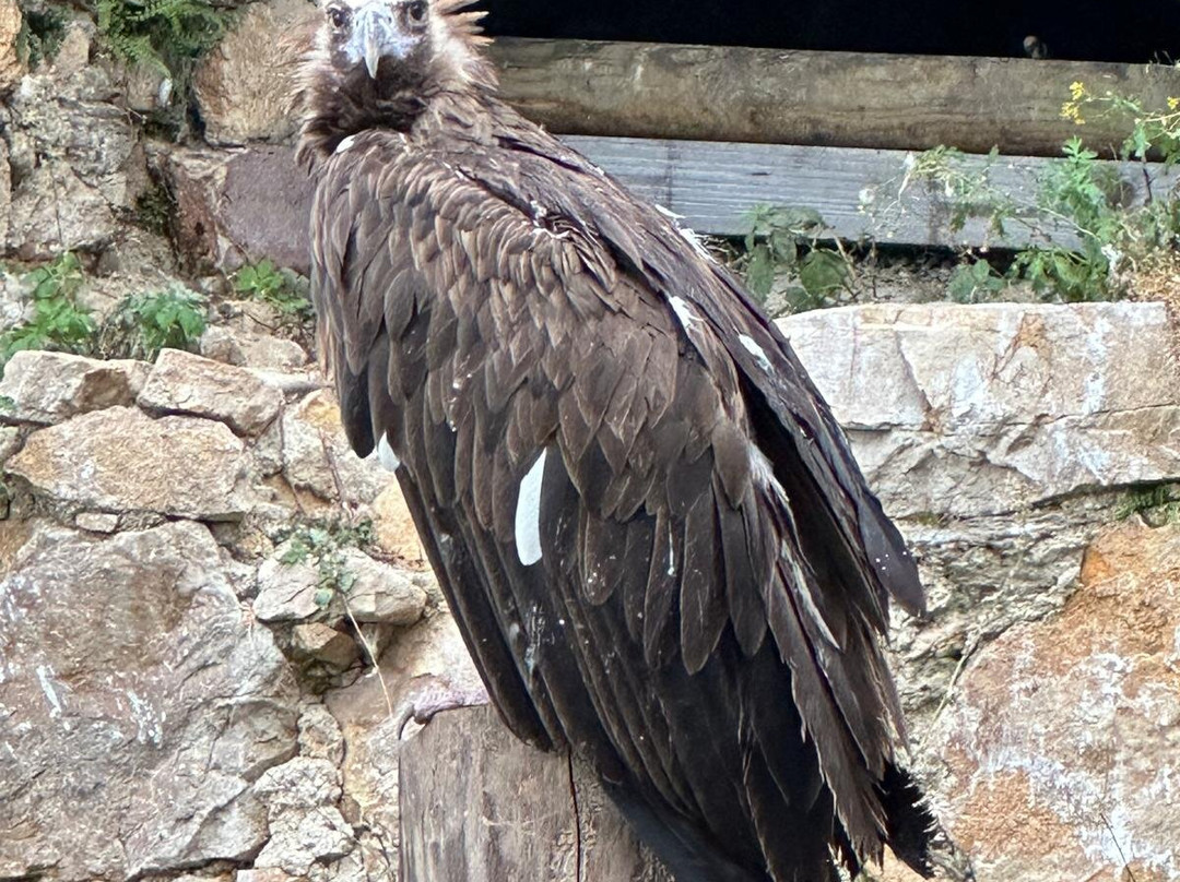 Adler Arena Burg Landskron-Landskron必去景点