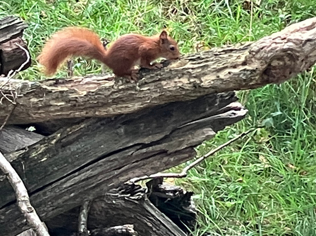 Yorkshire Arboretum-霍华德城堡必去景点