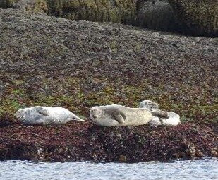 Brier Island Whale and Seabird Cruises-Westport必去景点