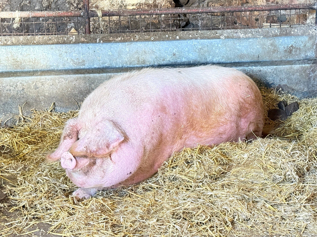 Hay Farm Heavy Horse Centre-特威德河畔贝里克必去景点