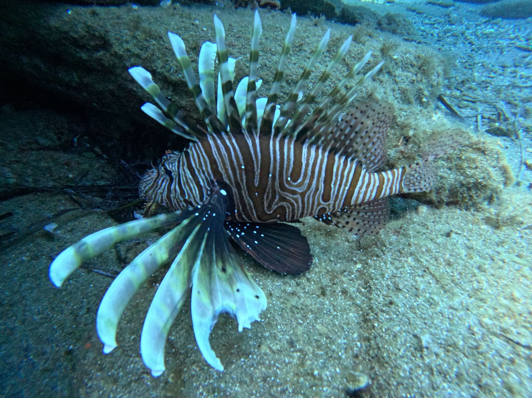 Dolphin Diving Center-雷斯蒙必去景点
