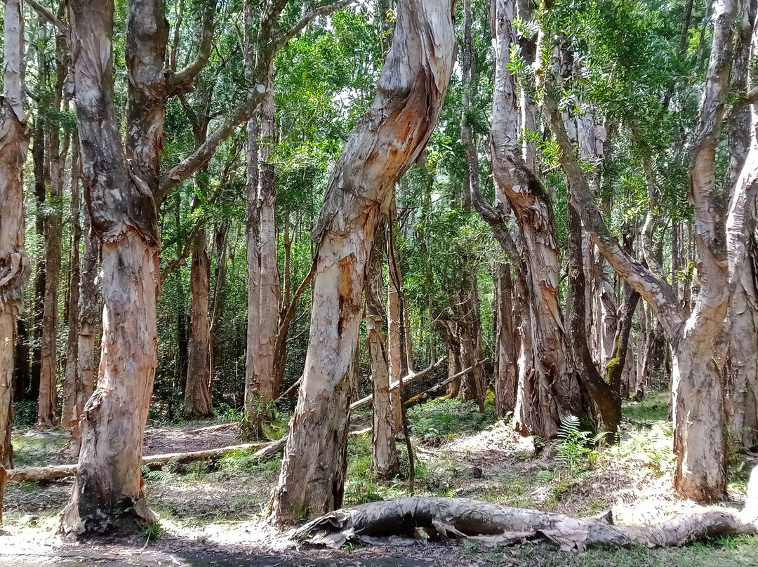 Jaun bocus Taxi Mauritius-蓝湾必去景点