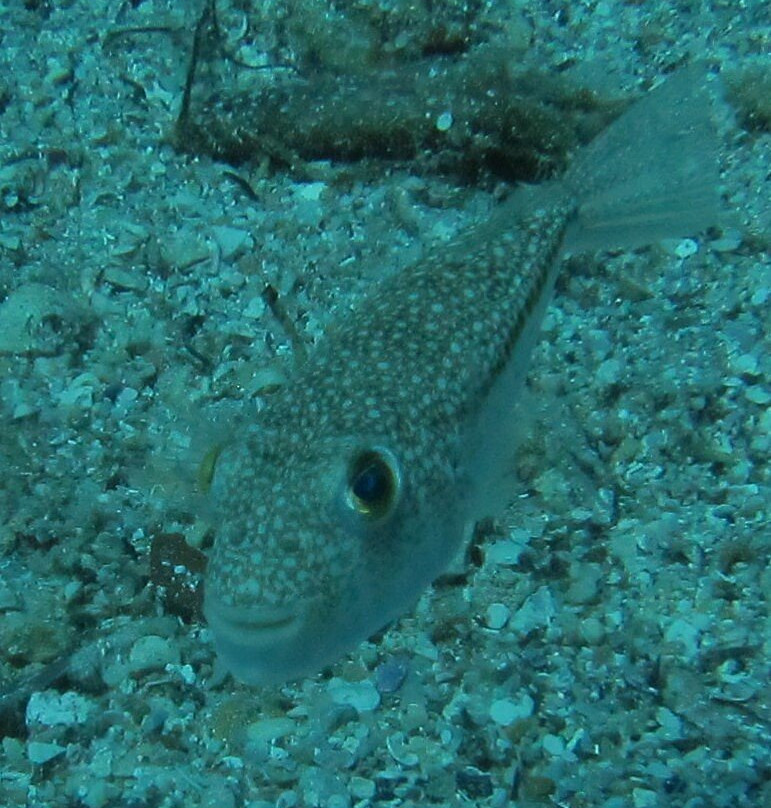 Aquapro Dive Center-Bitez必去景点