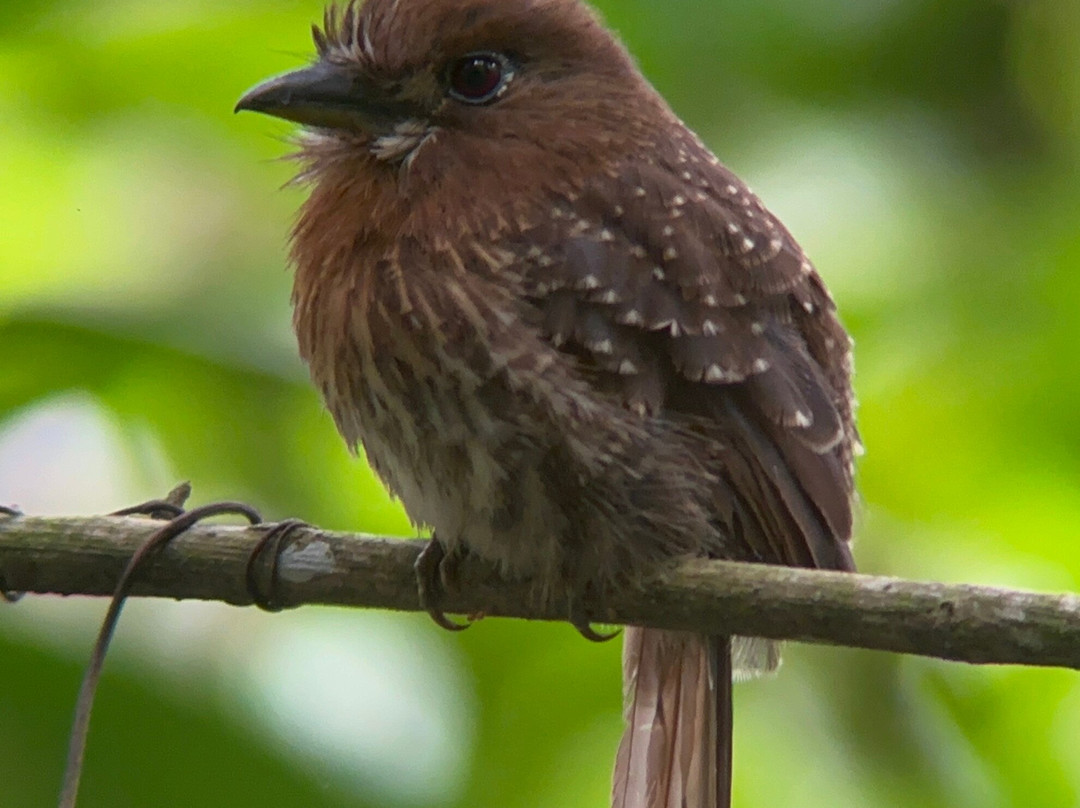Manriquebirding-Minca必去景点