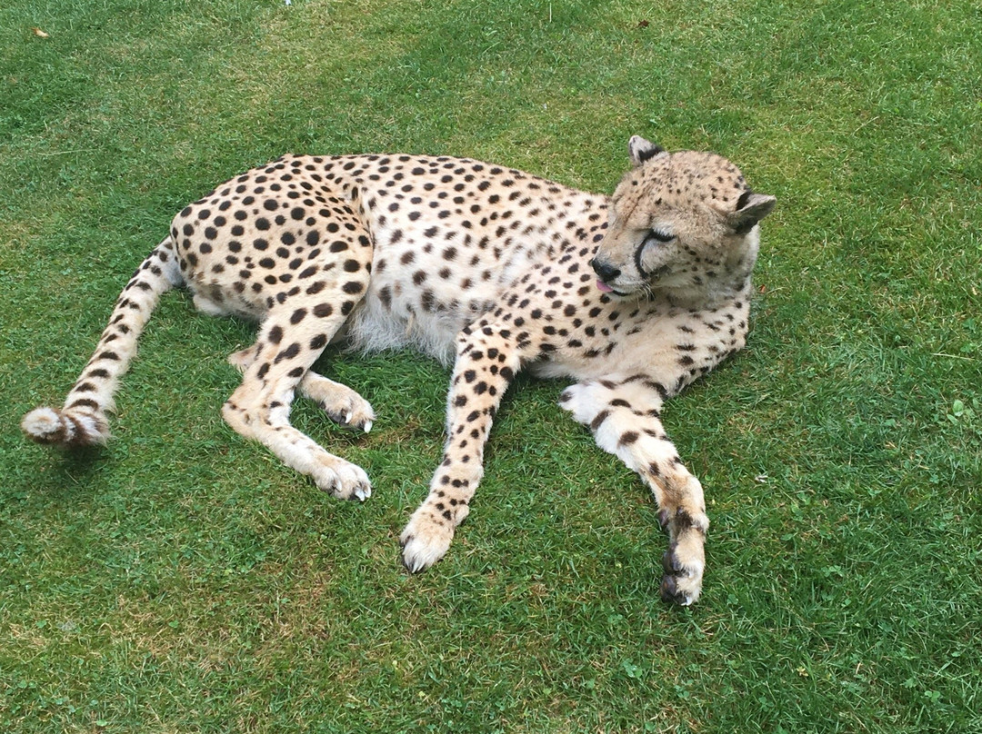 Tierpark Ströhen - Der Entdeckerzoo-Strohen必去景点