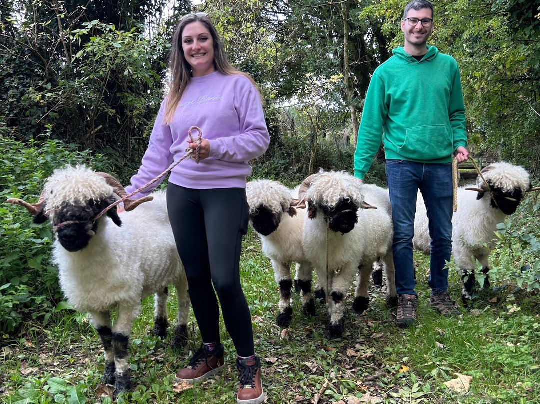 Wild Atlantic Sheep Walks-Tobercurry必去景点
