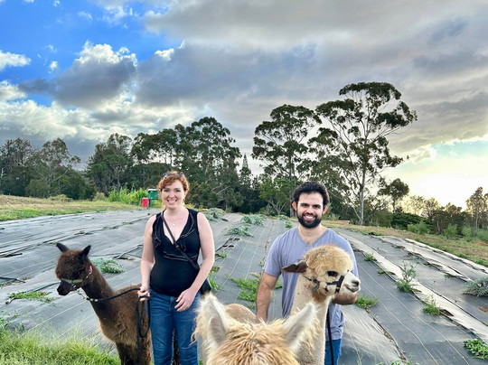 Maui Alpaca-马卡瓦必去景点