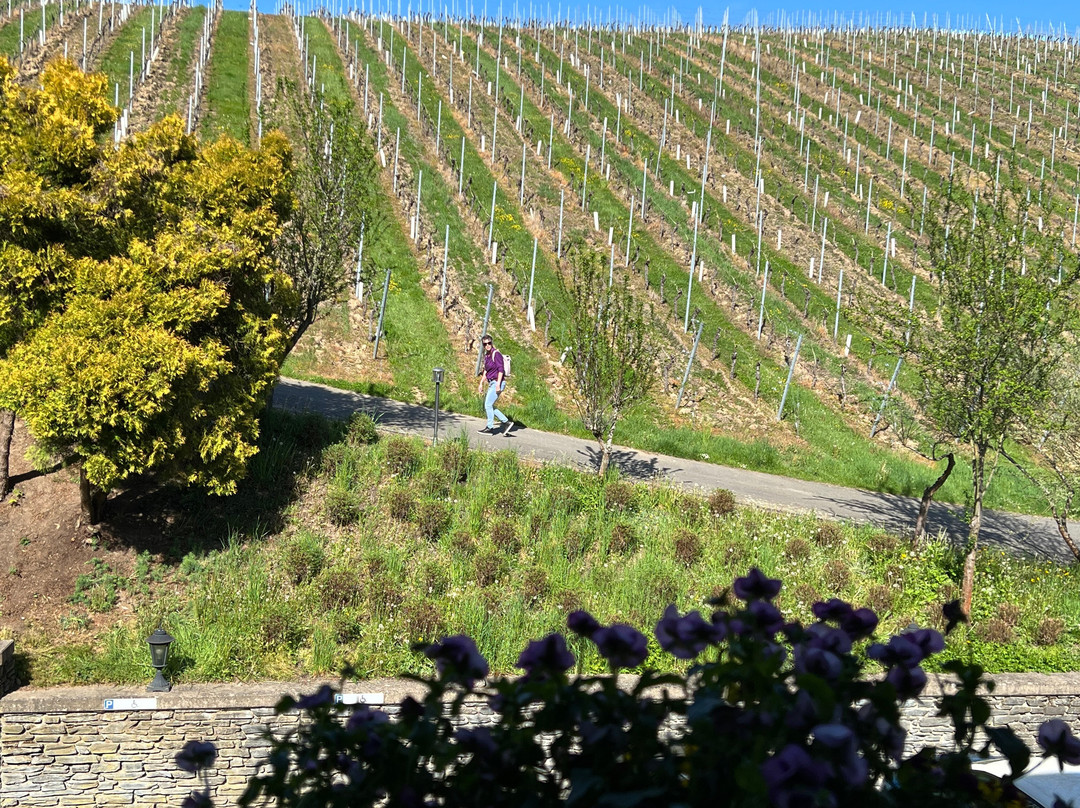 Hotel Weingut Weis主图