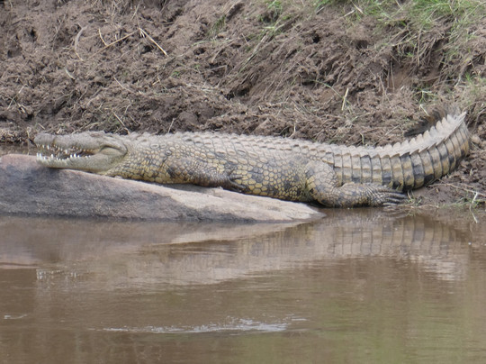 Focus East Africa Tours Ltd-坎帕拉必去景点